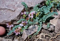 Astragalus cobrensis