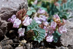 Astragalus cobrensis