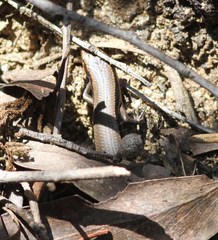 Acritoscincus platynotus