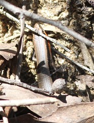 Acritoscincus platynotus