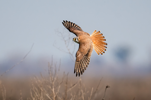 Falcón Común (Falco sparverius)