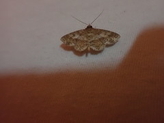 Antiblemma nitidaria