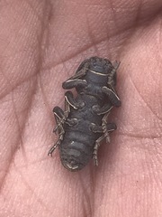 Zopherus laevicollis