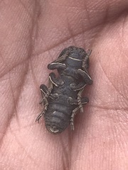 Zopherus laevicollis