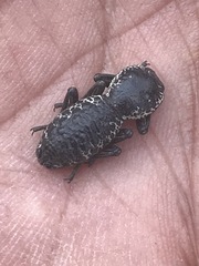 Zopherus laevicollis