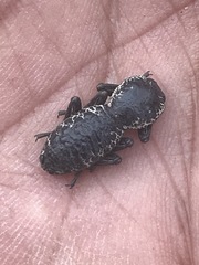 Zopherus laevicollis