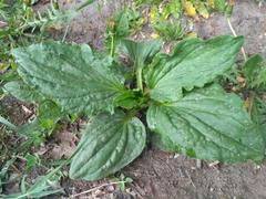 Plantago major