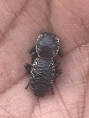 Zopherus laevicollis