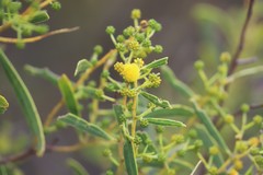 Acacia microcarpa
