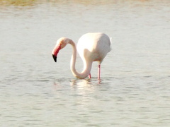 Phoenicopterus roseus