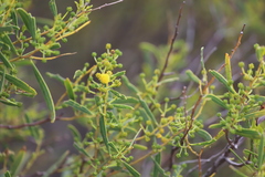 Acacia microcarpa