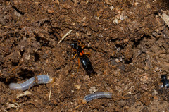 Carcinophora americana