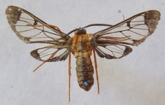 Cosmosoma sectinota
