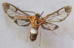 Cosmosoma sectinota