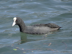 Fulica atra
