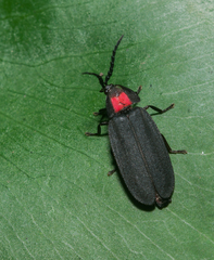 Pyrocoelia formosana