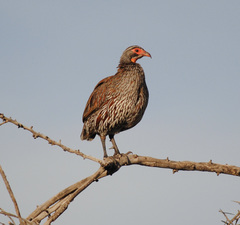 Pternistis rufopictus