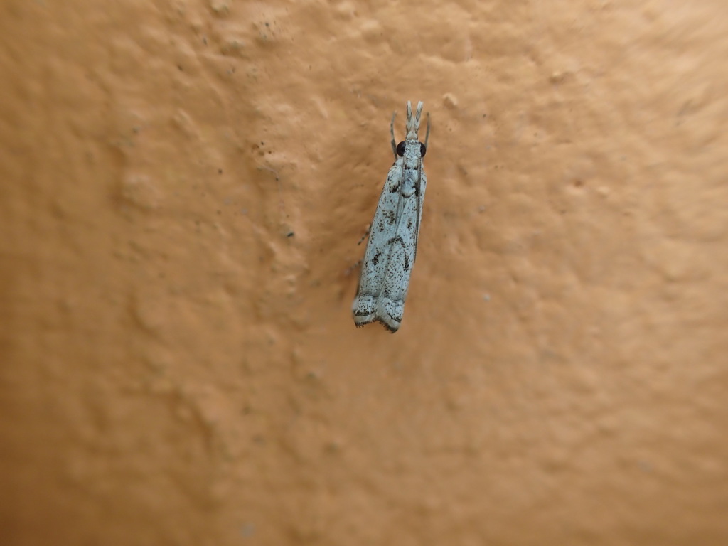 Microcrambus tactellus