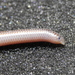 Degerbol's Blind Snake - Photo (c) Guillermo Debandi, some rights reserved (CC BY), uploaded by Guillermo Debandi