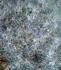 Leptogium oceanianum