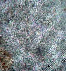 Leptogium oceanianum