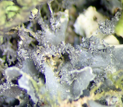 Leptogium oceanianum