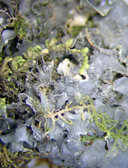 Leptogium oceanianum
