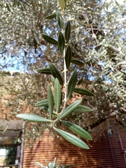Magnoliopsida