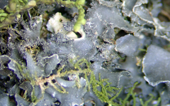 Leptogium oceanianum