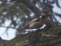 Dendrocopos major