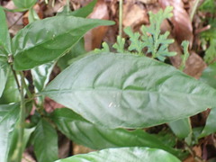 Pseuderanthemum praecox
