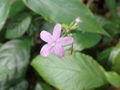Pseuderanthemum praecox