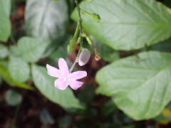 Pseuderanthemum praecox