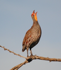 Pternistis rufopictus