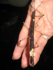 Hypocyrtus ornatissimus