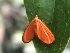 Eudulophasia invaria