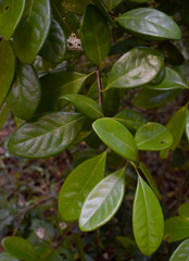 Actephila plicata