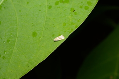 Micrathetis dasarada