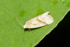 Micrathetis dasarada
