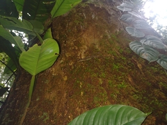 Anolis trachyderma