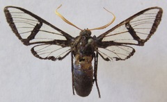 Nyridela xanthocera
