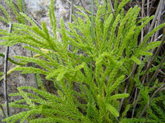 Lycopodium zanclophyllum