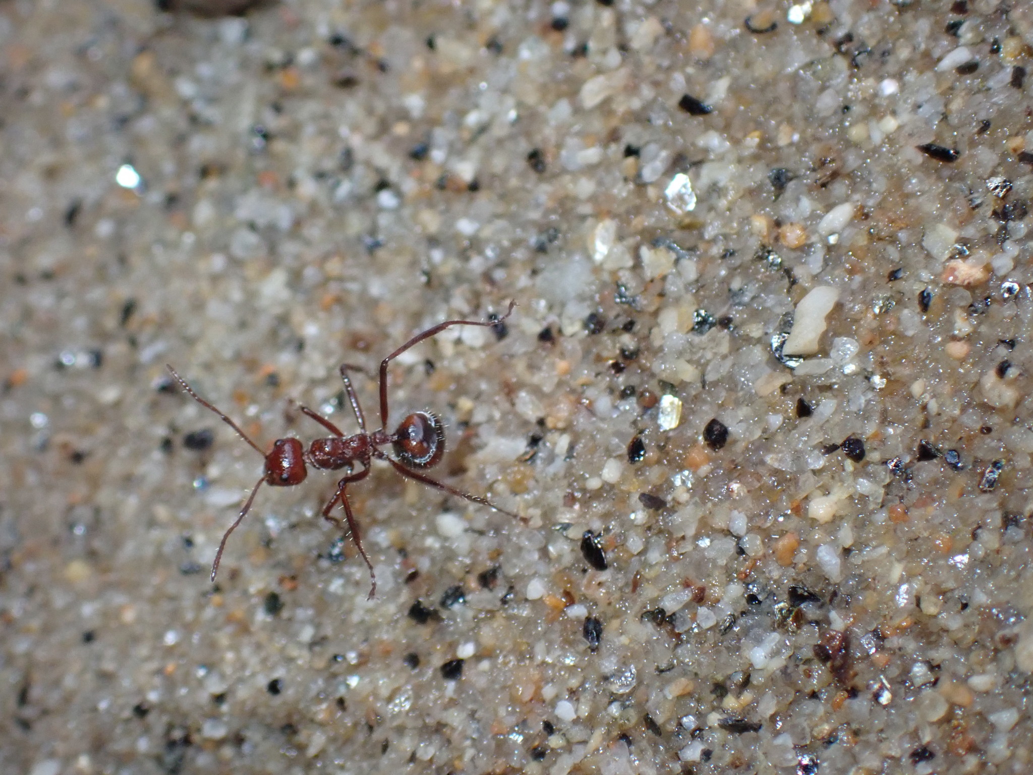 Dolichoderus siggii