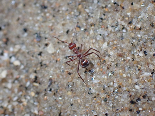 Dolichoderus siggiiDolichoderus siggii