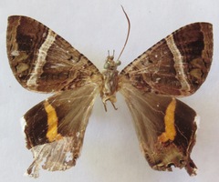 Coronidia
