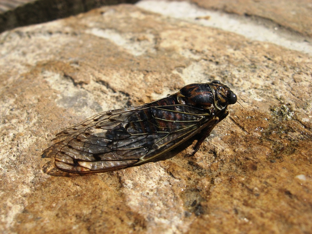 Cicadina