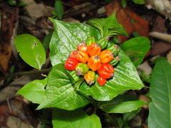 Tacca palmata