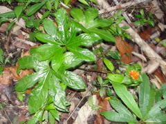 Tacca palmata