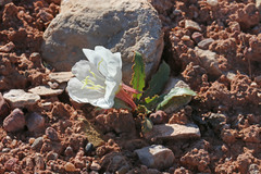 Oenothera cespitosa cespitosa
