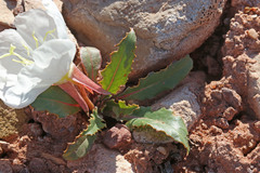 Oenothera cespitosa cespitosa
